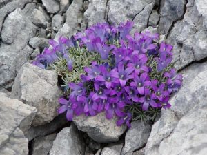 biokovo mountain flowers